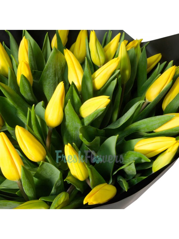 51 жовтий тюльпан
